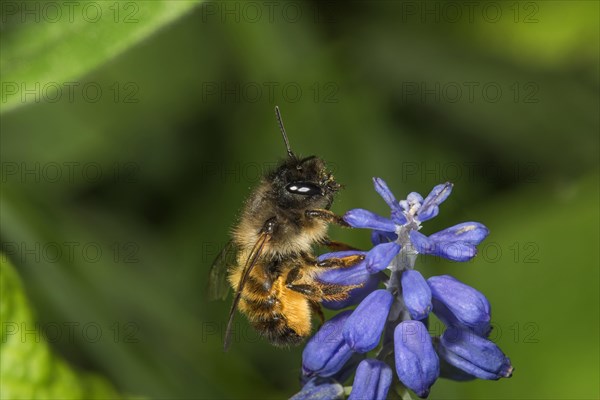 Horned mason bee