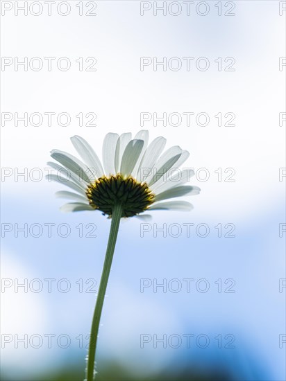 Ox-eye daisy