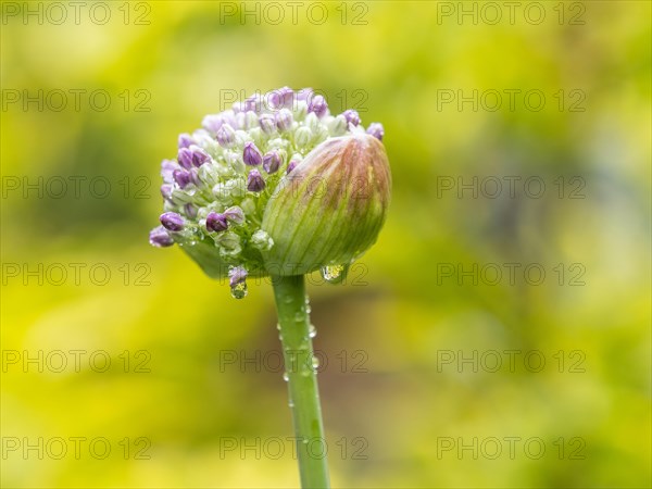 Raindrops on ornamental leek