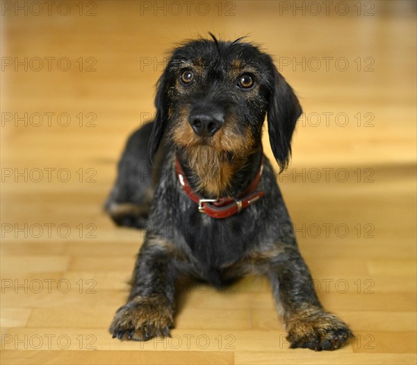 Rough-haired dachshund