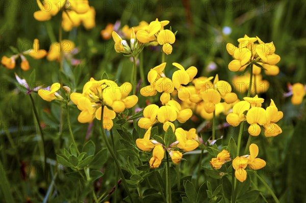 Common bird's-foot trefoil