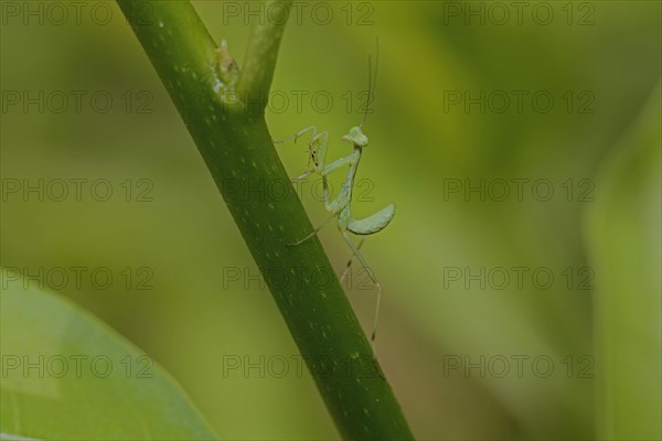 Bush mantis