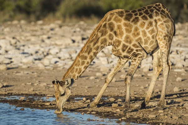 Angolan giraffe