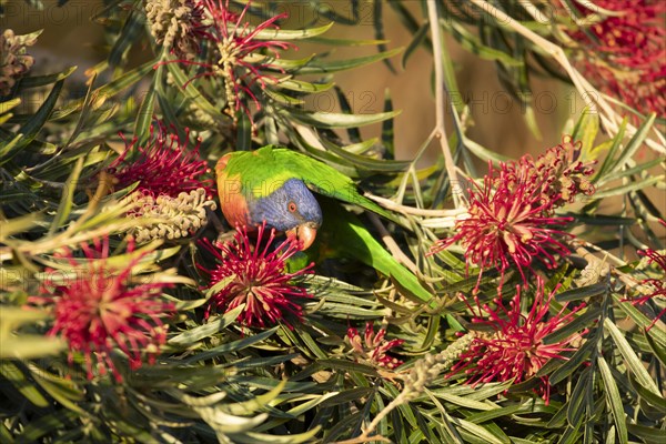 Rainbow lorikeet