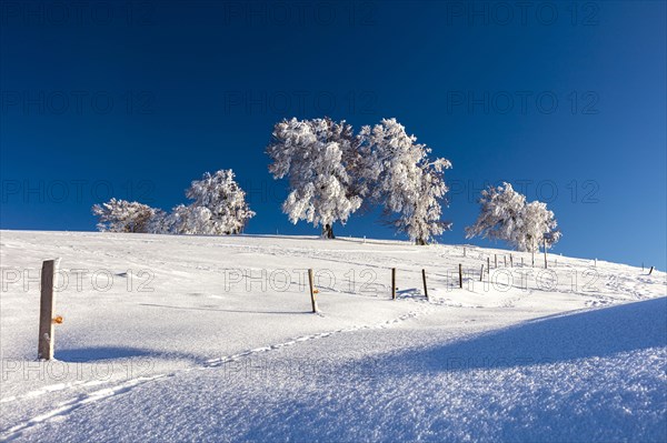 European beech