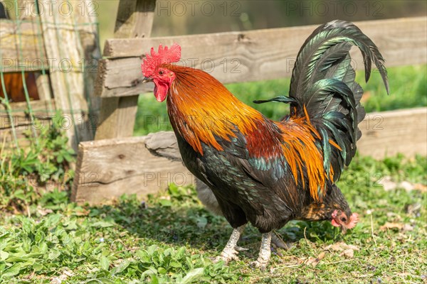 Rooster in a farmyard. Educational Farm