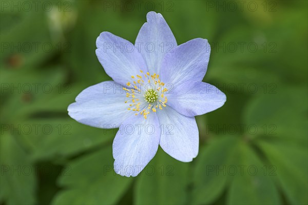 Flower of the snowdrop anemone