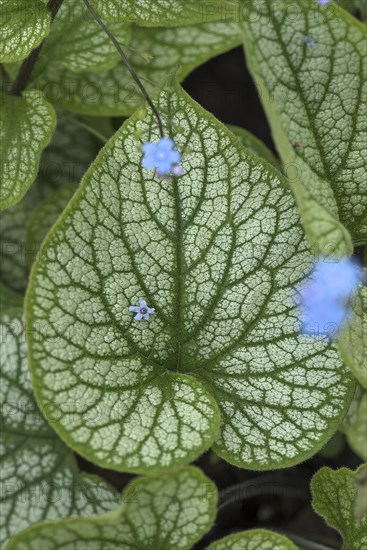 Leaf of the large-leaved siberian bugloss