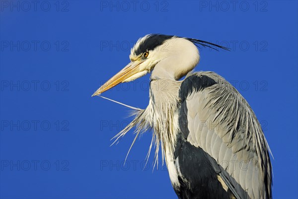 Grey heron