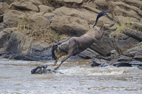 Blue wildebeest