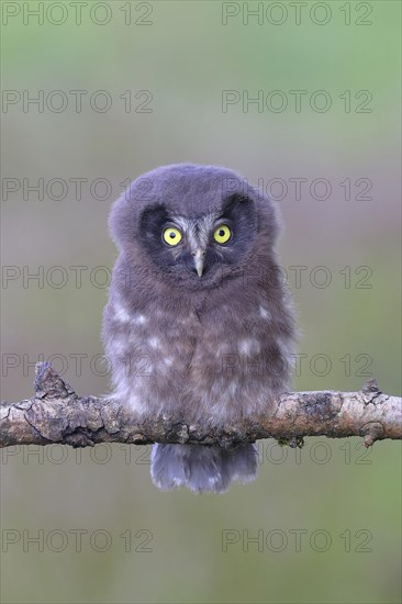 Tengmalm's Owl