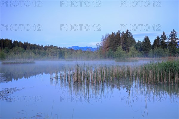 Bog lake