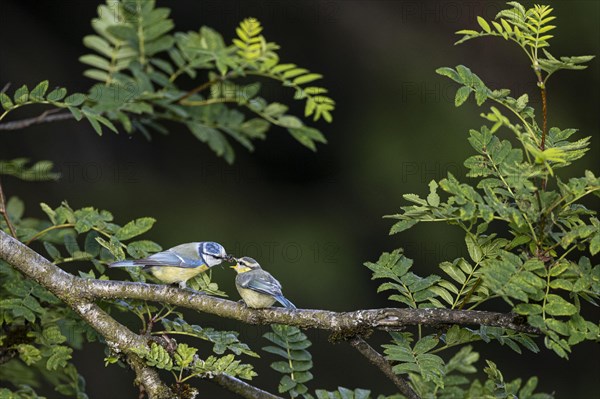 Blue tit