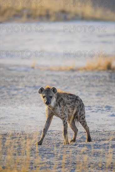 Spotted hyena