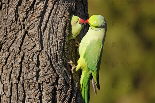 Two collared parakeets