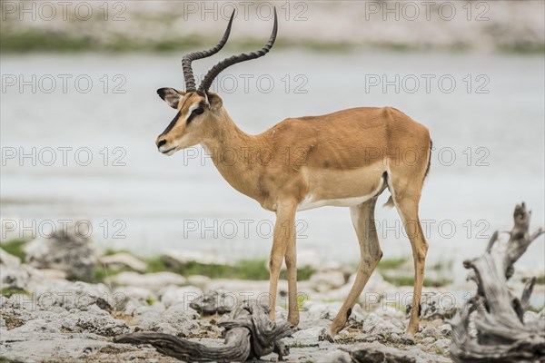 Black-faced impala