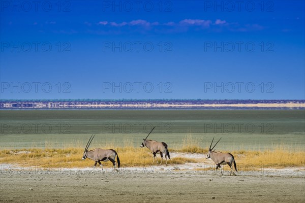 Landscape with gemsbok