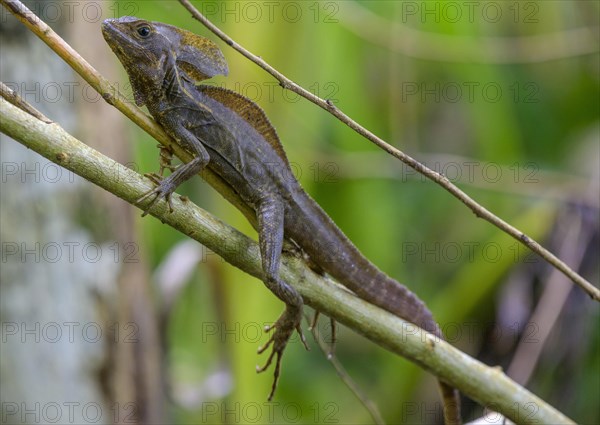 Common basilisk