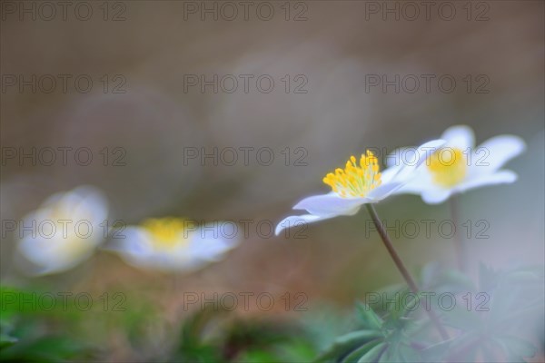 Wood anemone