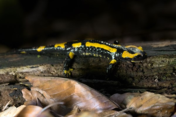 Feuersalamander