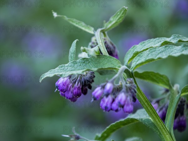 Comfrey