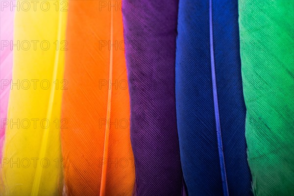 Studio shot photo of colored bird feathers as texture background