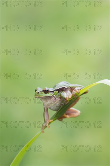 European tree frog