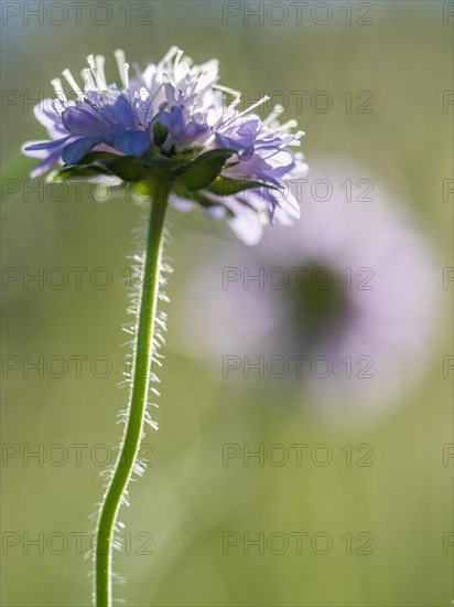 Field scabious