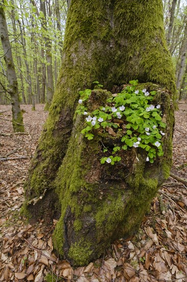 Wood sorrel