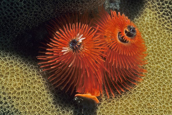 Red christmas tree worm