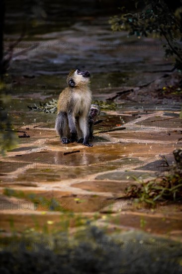 Vervet monkey