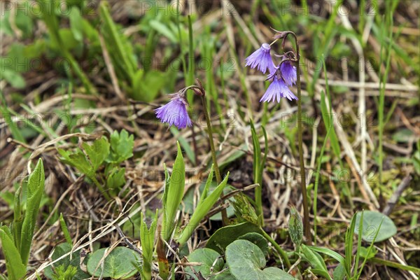 Alpine snowbell