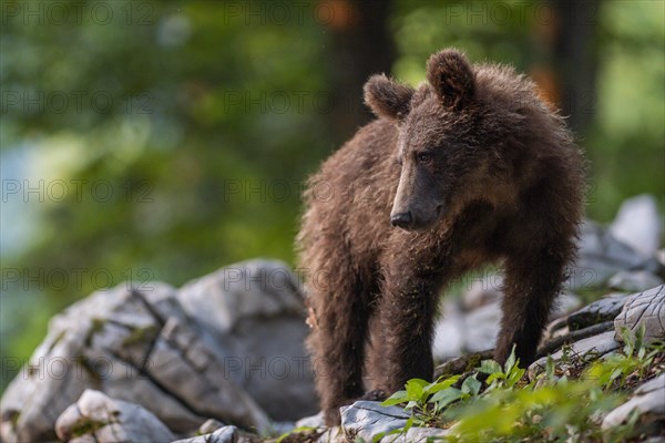 European Brown bear