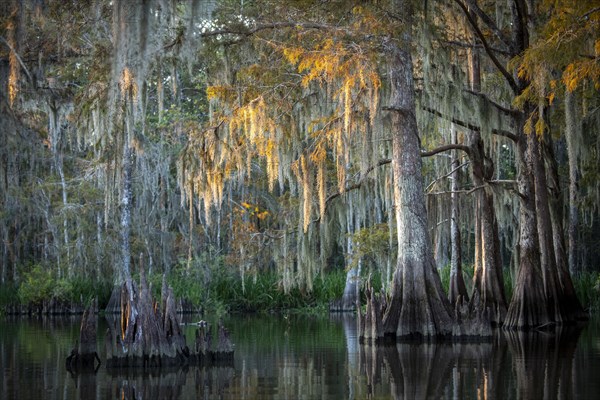 Bald cypresses