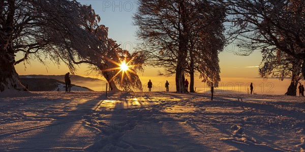 People enjoying the sunset under wind beech trees