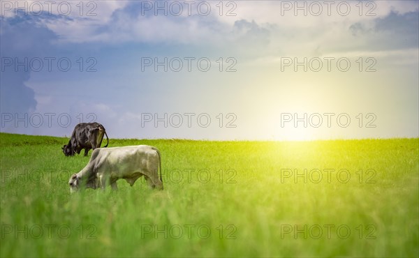 Two cows in the field eating grass