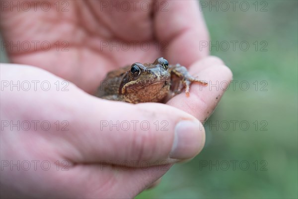 Grasfrosch