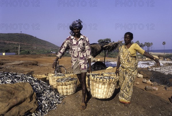 Carrying dried fish in Bheemunipatnam