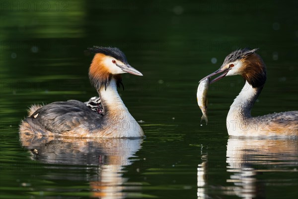 Pair of great crested grebe