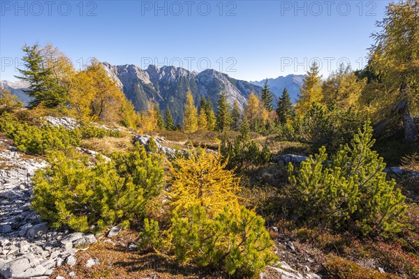 Larch forest in autumn