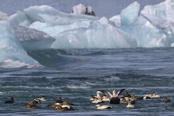 Common eider