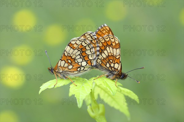 Heath fritillary