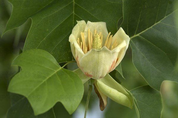 Flower from tulip tree