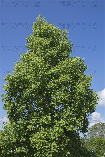 Flowering tulip tree