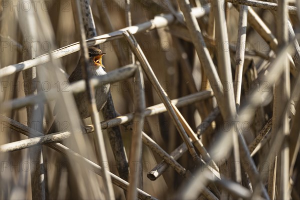 Cetti's warbler