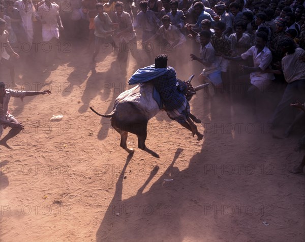 Jallikattu in Alanganallur near Madurai