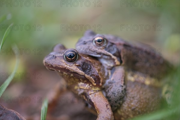 Grasfrosch