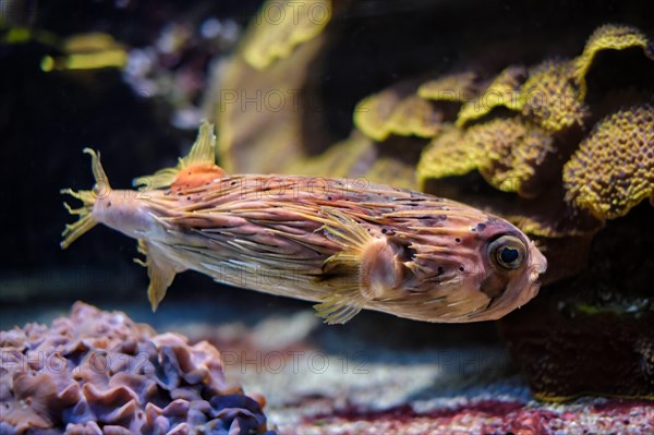 Long-spine porcupinefish