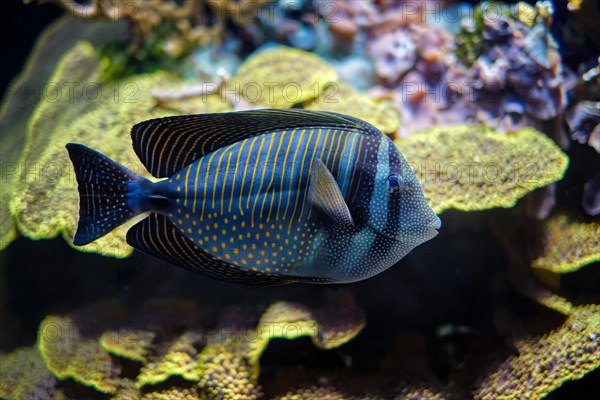 Red Sea sailfin tang