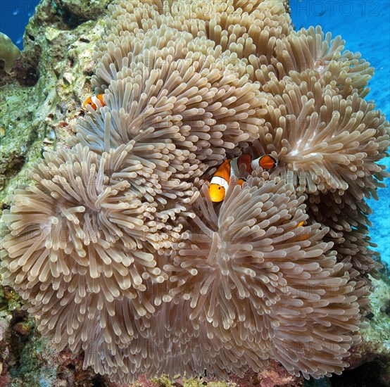 Pair of ocellaris clownfish